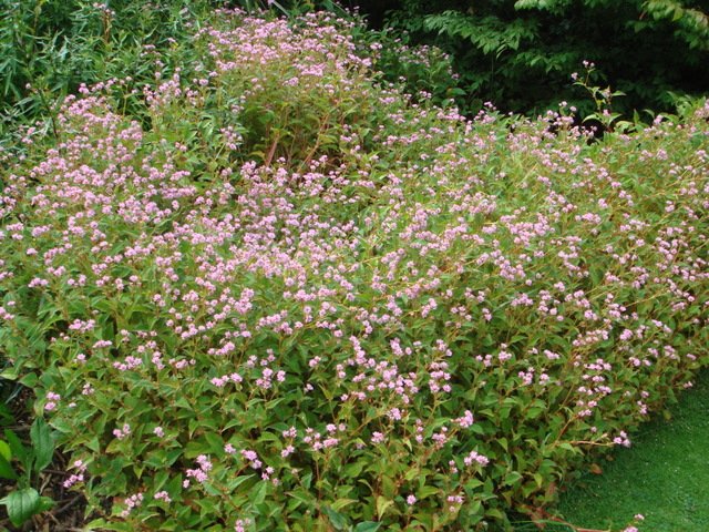Polygonum rucinatum